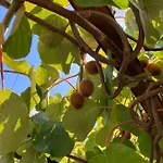 Resting House Oaza *