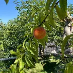 Resting House Oaza *