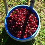 Resting House Oaza Nyaraló *