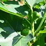 Resting House Oaza Nyaraló Bihać