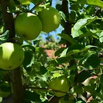 Resting House Oaza Nyaraló