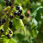 Nyaraló Resting House Oaza *