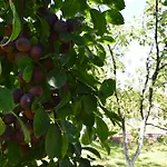 Nyaraló Resting House Oaza *