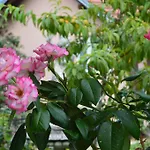 Nyaraló Resting House Oaza *