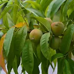 Resting House Oaza Nyaraló Bihać