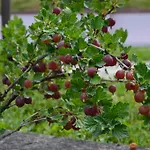 Nyaraló Resting House Oaza Bihać