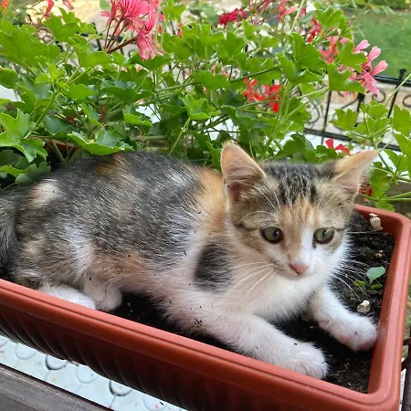 Resting House Oaza Dom wakacyjny Bihać