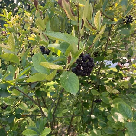 Resting House Oaza Dom wakacyjny *