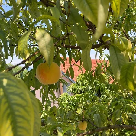 Resting House Oaza Ferienhaus