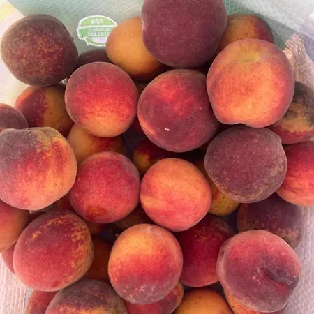 Resting House Oaza *