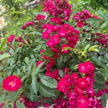 Resting House Oaza *