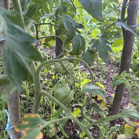 Resting House Oaza Ferienhaus *