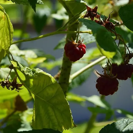 Resting House Oaza * Bihać