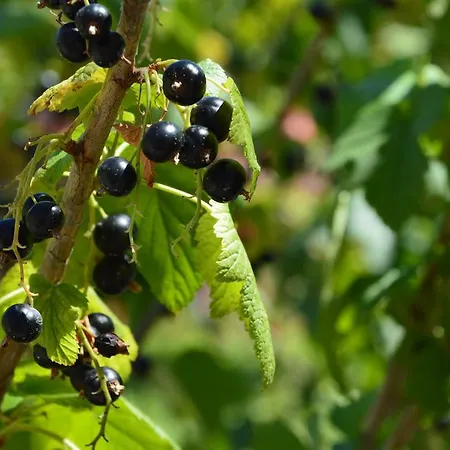 Ferienhaus Resting House Oaza *