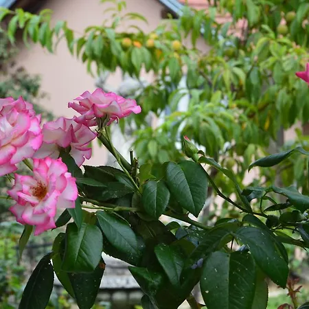 Dom wakacyjny Resting House Oaza *