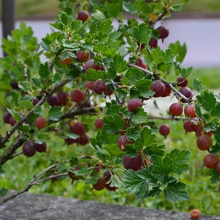 Ferienhaus Resting House Oaza Bihać